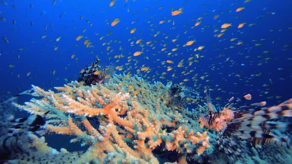 Tropical Garden Lionfish Orange Fish