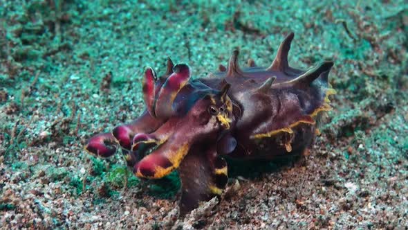 Close up of Flamboyant Cuttlefish changing colors while walking over sandy reef