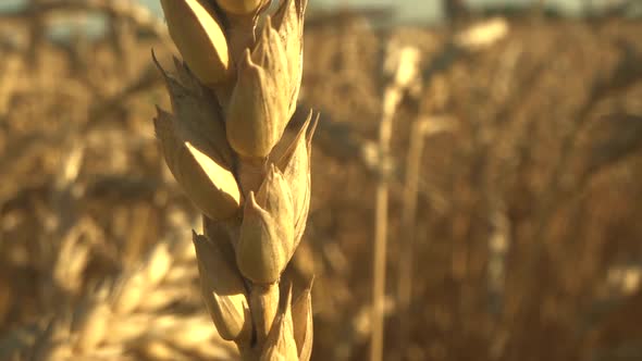 Wheat Field. Ears of Wheat Close Up. Harvest and Harvesting Concept. Macro Shot. Grown Crop Before