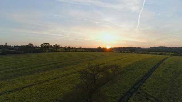 Old Oak Tree and Oilseed Field at Sunset Aerial