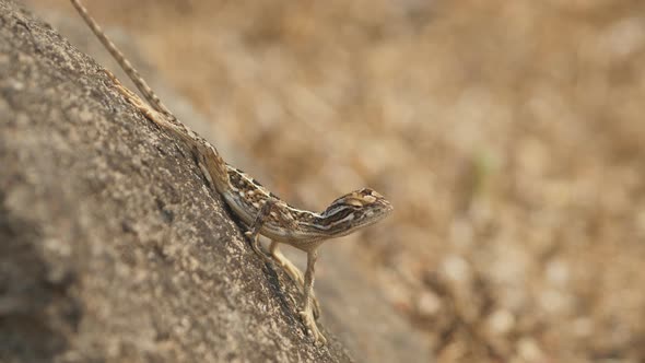 A fan throated lizard female poses on the rock as she observs forement of insects