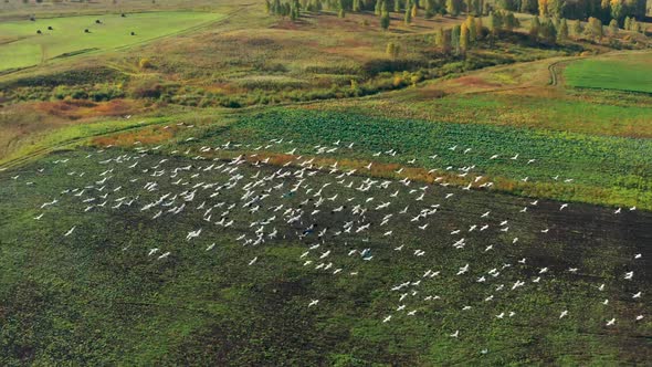 Aerial View of a Flock of Birds Flying Over a Field in Sunny Summer Weather