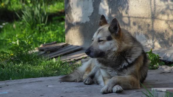 A dog is lying resting in the shade on a hot summer day.