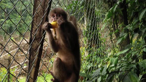 A capuchin monkey cebus albifrons white a grey fur eating a banana inside a cage