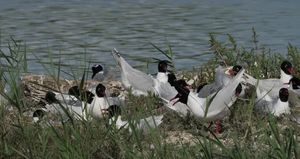 A flock of Mediterranean gull,( Ichthyaetus melanocephalus), during the egg incubation time, Camargu