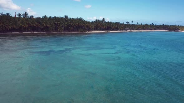 4k 24fps Palms Tree In The Saona Island With Drone Dominican Republic 4