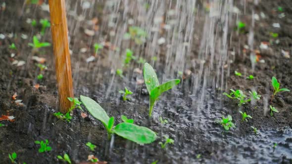 Sprouted Young Zucchini is Watered Closeup