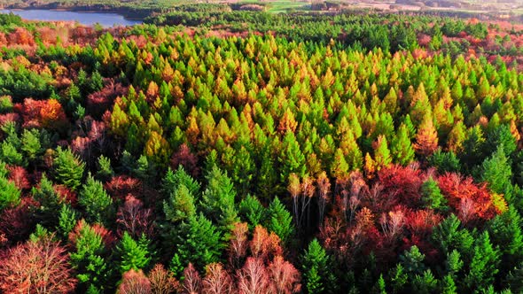 Colorful autumn forest in Poland. Aerial view of wildlife, Poland.