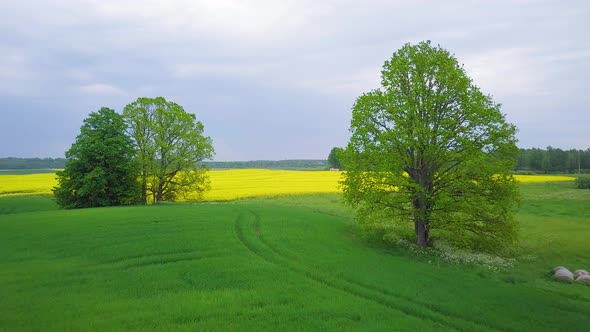 Aerial flyover blooming rapeseed (Brassica Napus) field, flying over lush yellow canola flowers, idy