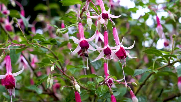 The bee pollinates the flowers of fuchsia. Close-up.