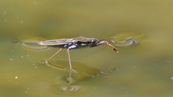 Close up shot of water strider on surface of lake,cleaning on summer day,prores