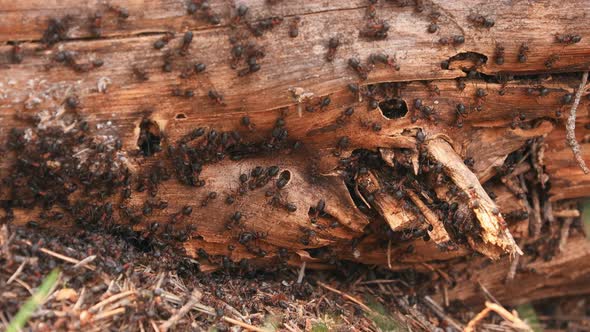 Red Forest Ants (Formica Rufa) On A Fallen Old Tree Trunk