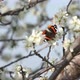 Black and orange gutterfly on white plum flowers - VideoHive Item for Sale
