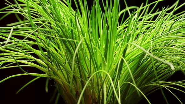 Fresh Chives Plant Isolated On Black Background