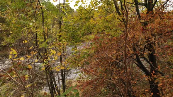 A low angle shot of the fall foliage in upstate NY. The camera boom up to the treetops with a river