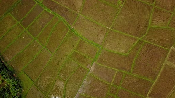 Aerial View of Landscape with Rice Fields. Scenic Valley Top View Panorama 