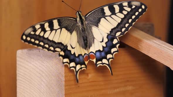 Papilio machaon, the Old World swallowtail butterfly spreading its wings