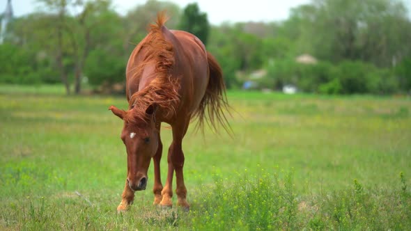 Beautiful Brown Horse with Chain is Grazing on the Green Field Near the Village