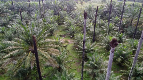 Aerial fly over dead bare oil palm tree