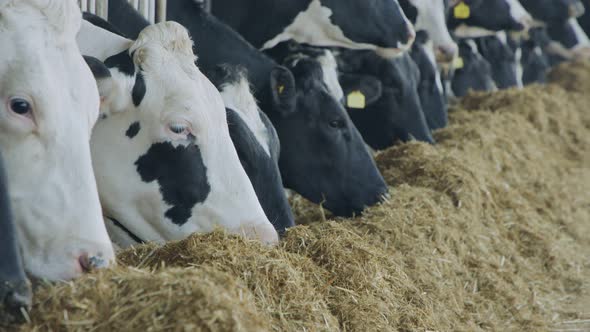 Cows eating Silage in a large dairy farm, milk production