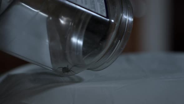 Black Widow Spider being let out of container onto pillow