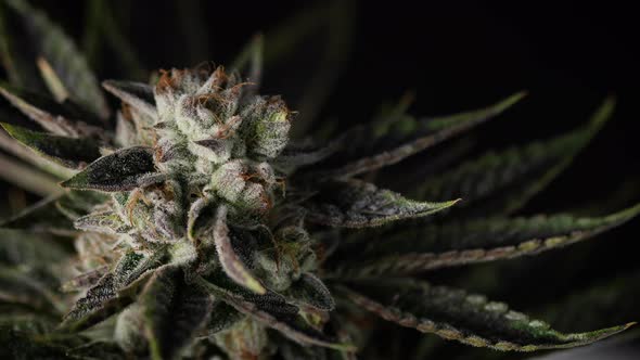 Studio Lighting On Beautiful Weed Plant Top Nug Spinning In Macro Lightbox alt