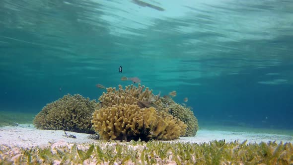 Colorful Underwater Coral Reef