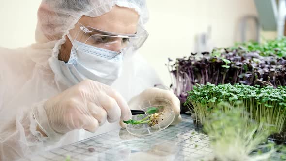 A Scientist in Gloves Examines Fresh Microgreens on a Farm