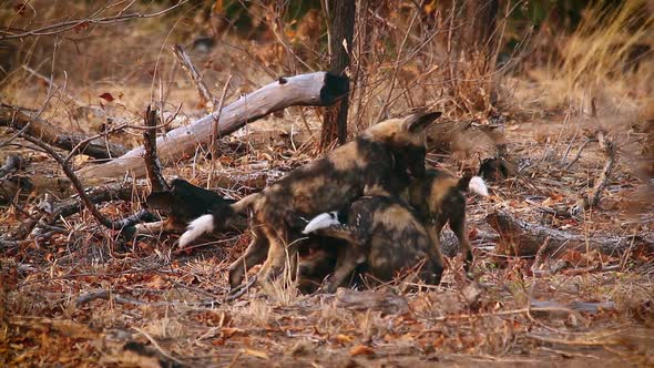 African wild dog in Kruger National park, South Africa