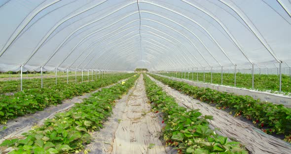 Strawberry Bushes Growing on Outdoor Greenhouse