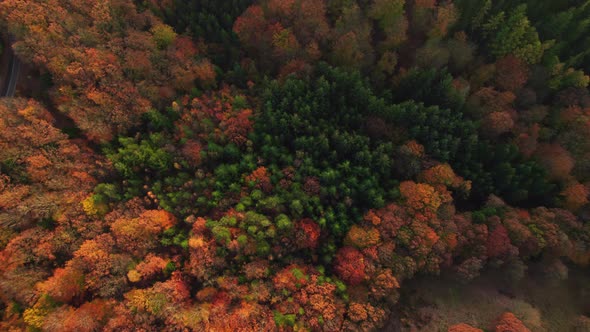 Drone Over Dense Forest In Autumn