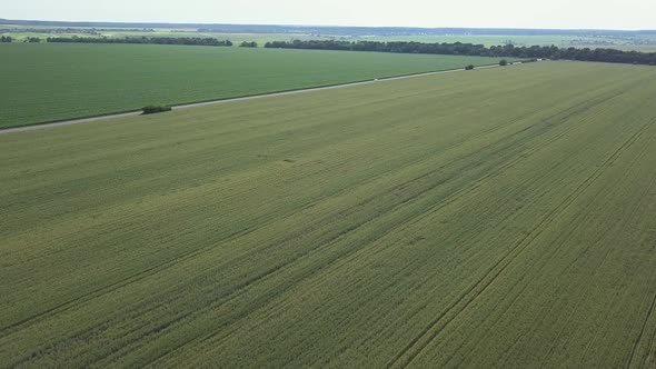 Aerial Flight Above Rural Countryside Landscape With Growing Wheat and Corn Field