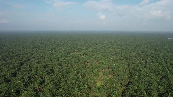 Aerial View of The Palm Oil Estates