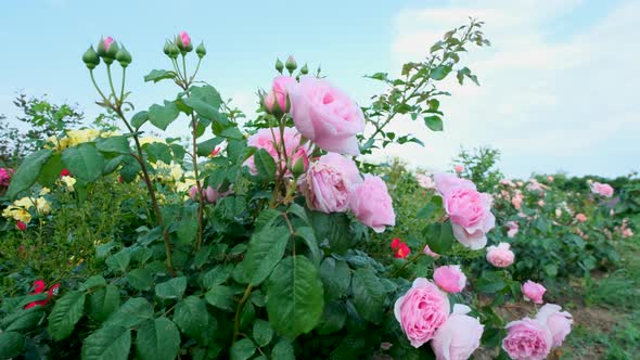 Beautiful delicate picturesque bush blooming roses on a summer day in the park. Rose garden.