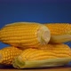 Fresh raw organic corn cobs on blue background rotating close up. - VideoHive Item for Sale