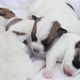 Newborn Puppy Sleeping on White Blanket - VideoHive Item for Sale