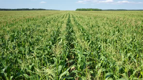 Slow Movement Over A Corn Hilly Field