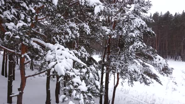 Drone Flies Into the Snowcovered Branches of a Pine Tree