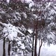 Drone Flies Into the Snowcovered Branches of a Pine Tree - VideoHive Item for Sale