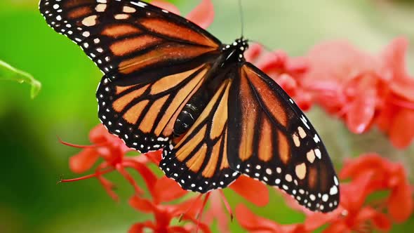 Tropical Exotic Monarch Butterfly Feeding on Red Flowers, Macro Close Up. Spring Paradise, Lush