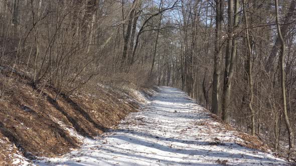 Morning scene in the woods by winter 4K drone footage