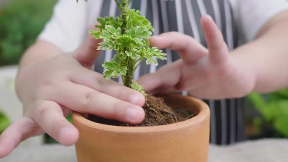 Close up hands decorating a small plants in flowerpot for selling at home
