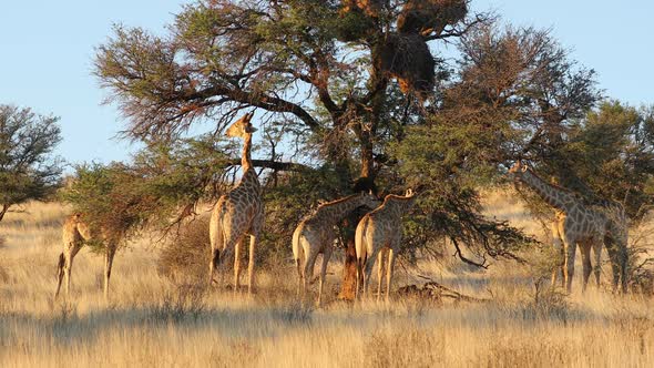 Giraffes Feeding On A Thorn Tree