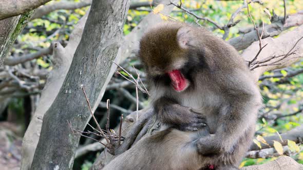 Japanese Macaque Shot Near Kyoto Japan