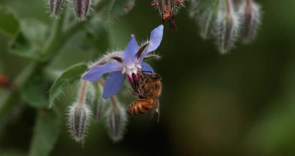 European Honey Bee, apis mellifera, Bee Booting a Borage Flower, Pollination Act, Normandy