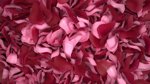 Rose Petals Transition 04 HD