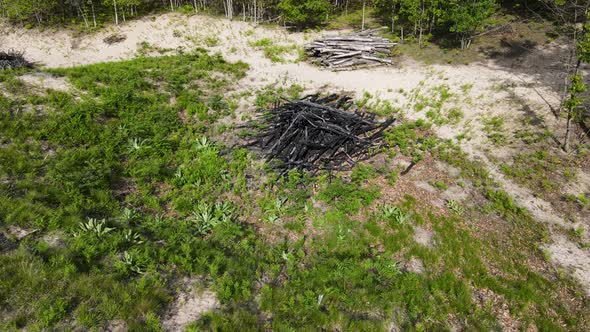 Burn pile of trees near dunes.