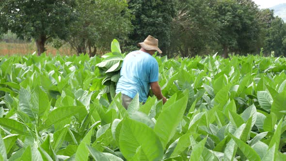 Farmer collecting tobacco leaves