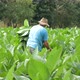 Farmer collecting tobacco leaves - VideoHive Item for Sale