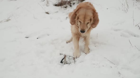 Golden Retriever Dog in Winter